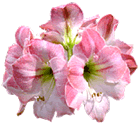 Flores Amaryllis