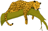 leopardo