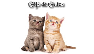 Gifs Animados De Gatos