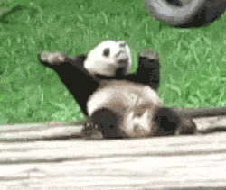 gif de oso panda