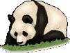 oso panda