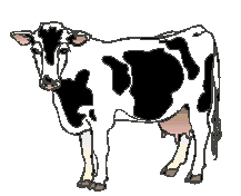 Vaca