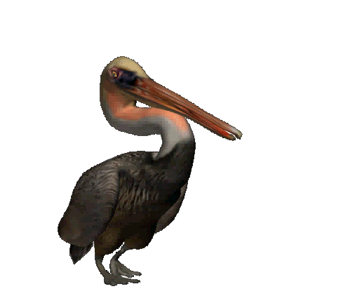Gif de pelicano