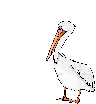 Gif pelicano