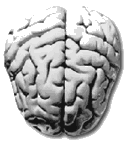 Gif de cerebro humano