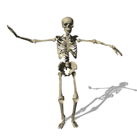Gif de esqueleto humano