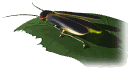 Gif de bicho