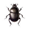 Gifs de escarabajos