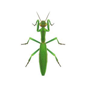 Gif de mantis religiosa